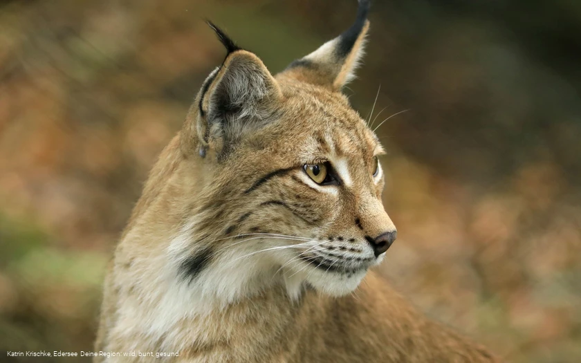 WildtierPark