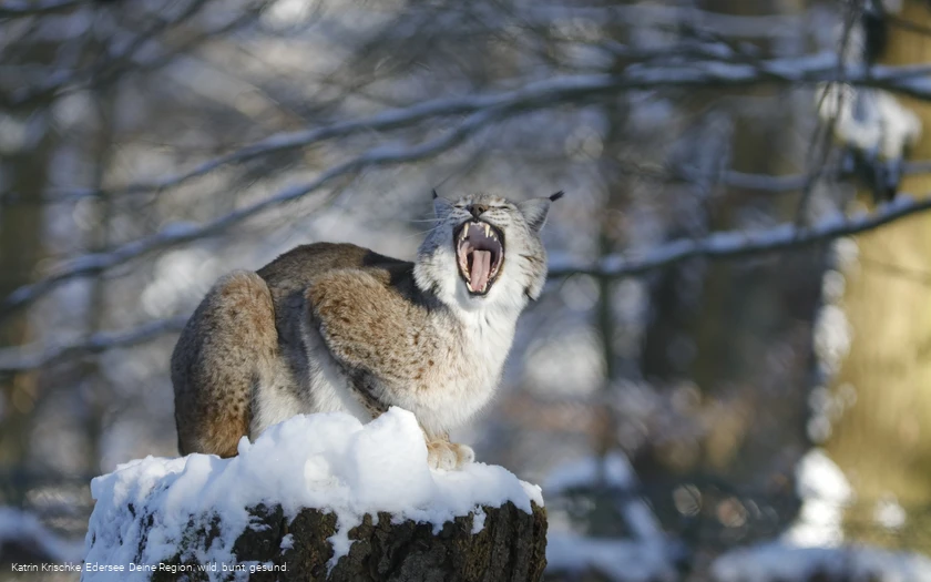 Luchs im WildtierPark