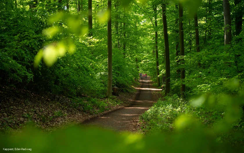 Auf dem Eichhörnchenpfad bzw. auf dem Weg zum Baumkronenweg