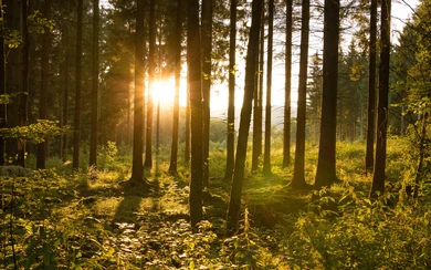 20160719_Backlight in the spruce forest_(c)_Kerstin Berens (1).jpg