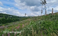 Waldversuchsfläche an der Route der Nachhaltigkeit (c) Naturparkt Diemelsee.jpg