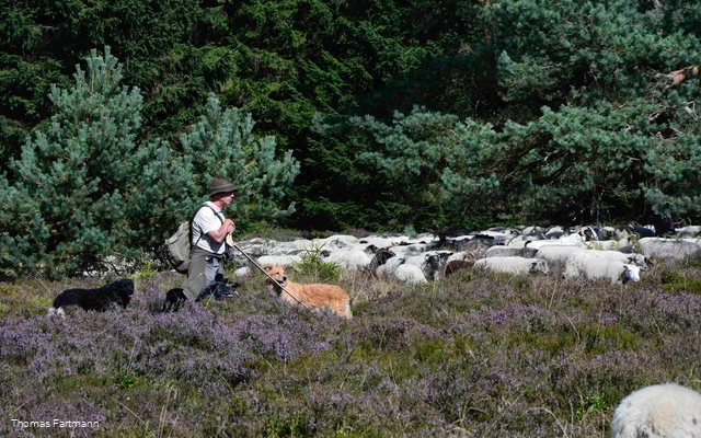 A shepherd with his flock of sheep and his dogs on the Niedersfeld Heid.