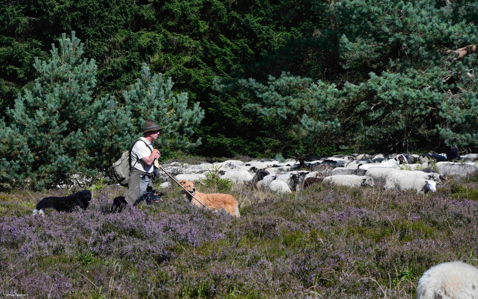 A shepherd with his flock of sheep and his dogs on the Niedersfeld Heid.